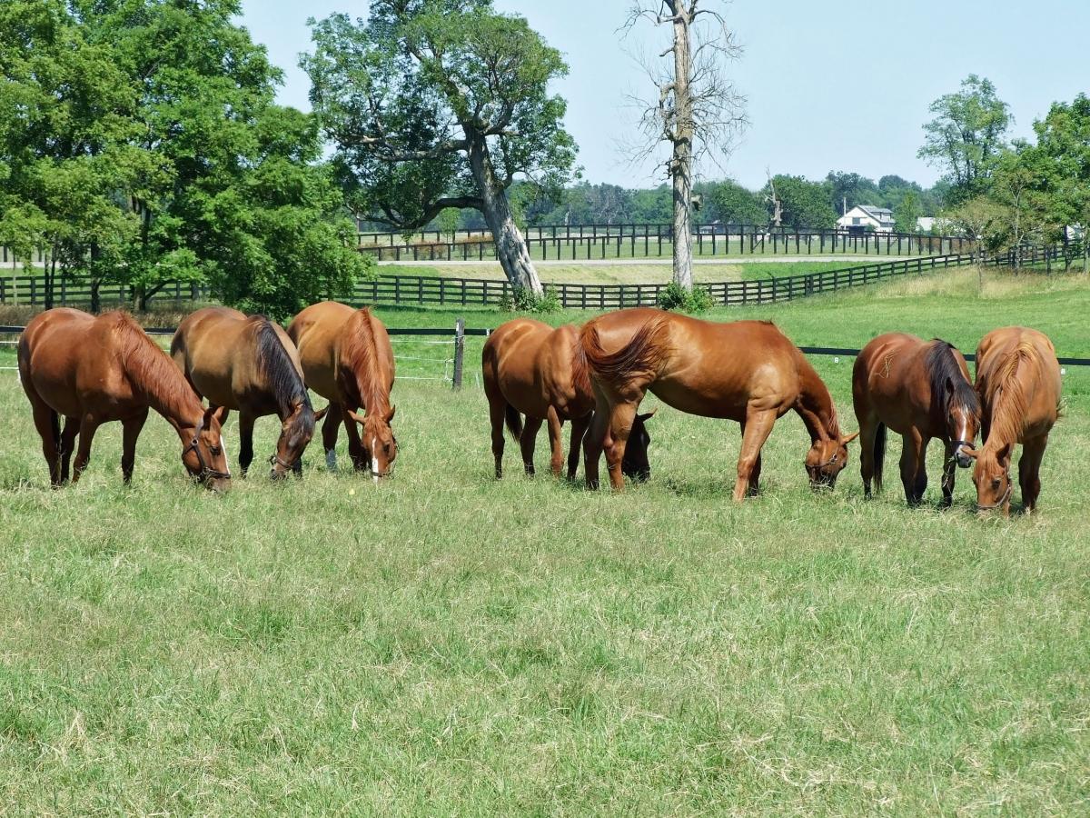 A collection of horses in a field
