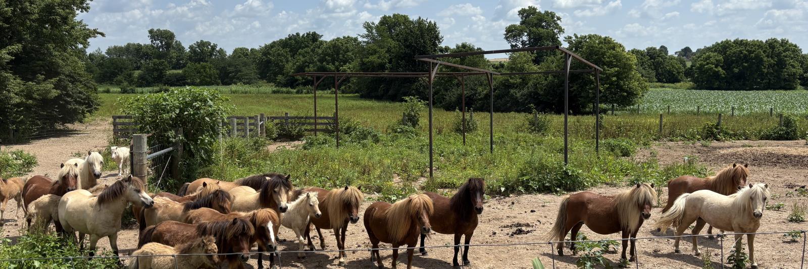 Horses
