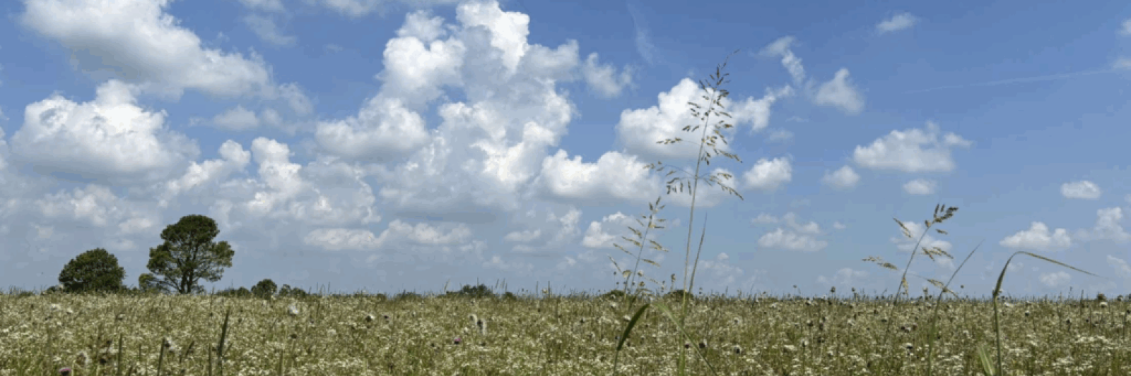 Meadow on the outskirts of one of the Reforest the Bluegrass sites, Masterson Station 2001