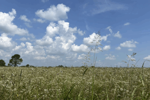 Meadow on the outskirts of one of the Reforest the Bluegrass sites, Masterson Station 2001