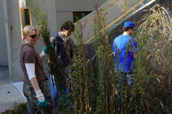 Three students stand in the overgrowth of a pollinator garden, pulling invasive plants
