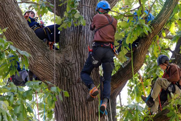 Several people wearing climbing helmets and safety harnesses are positioned among the large branches of a mature tree during an arboriculture training activity. Ropes and climbing equipment are attached throughout the canopy as participants climb and sit