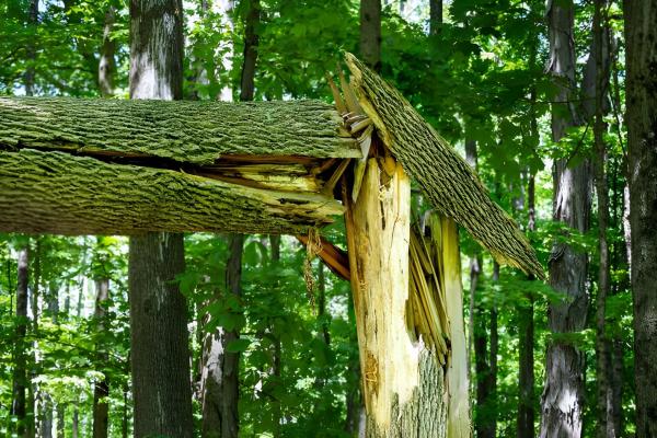 Close-up of a tree in a forest that has snapped and split apart, exposing jagged, light-colored wood beneath the bark. A large fallen section of the trunk rests across the broken stump, while surrounding trees and dense green foliage fill the background. 