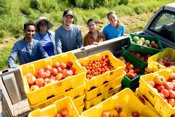 Five people stand beside the open bed of a pickup truck in a grassy field, posing behind stacks of yellow and green harvest crates filled with tomatoes. The crates contain a variety of tomato sizes and colors, including large red and pink tomatos