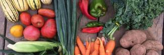 A varied collection of vegetables, inclduing corn, sweet potatoes, carrots, peppers and kale