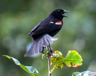 Redwing blackbird perched on branch