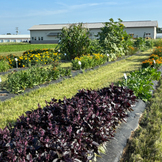 plants at dye garden 