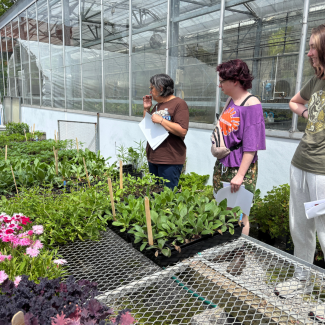3 people observing plants in dye garden 