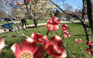 a photo of a field, in the foreground of the image are red and yellow flowers from a tree