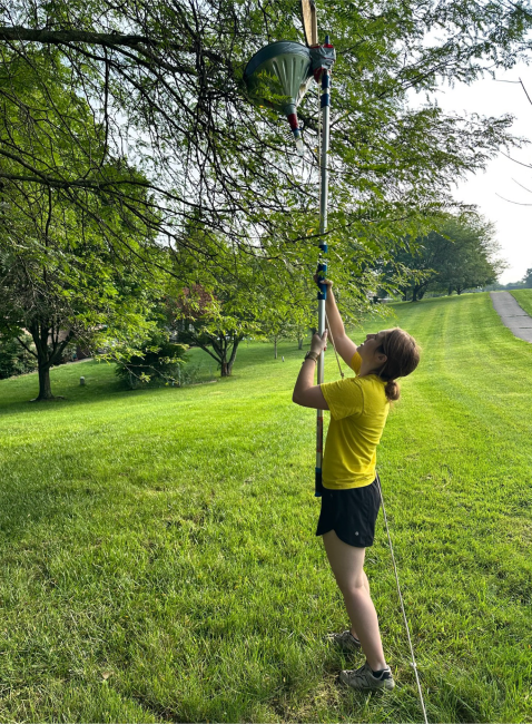 Graduate student Zoë York uses a funnel beat sampler to collect insects from tree canopy.