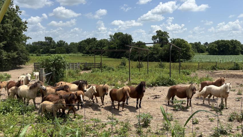 Horses