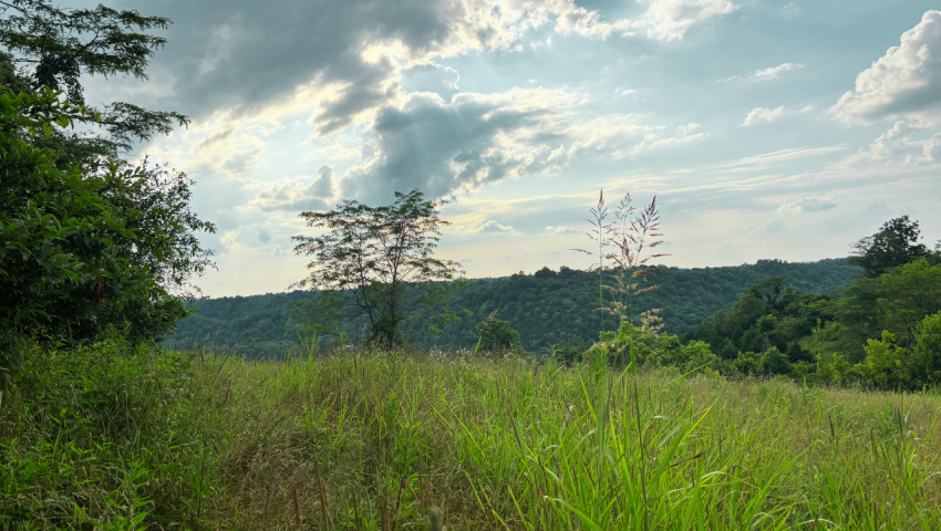 Landscape