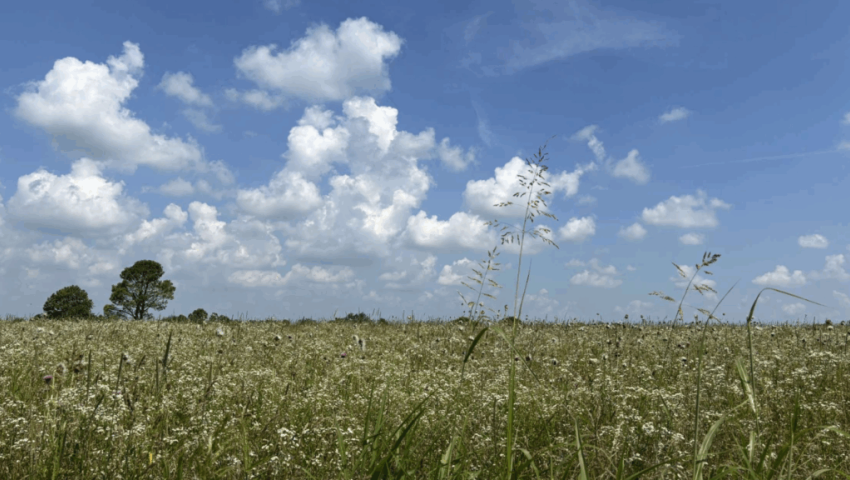 Meadow on the outskirts of one of the Reforest the Bluegrass sites, Masterson Station 2001