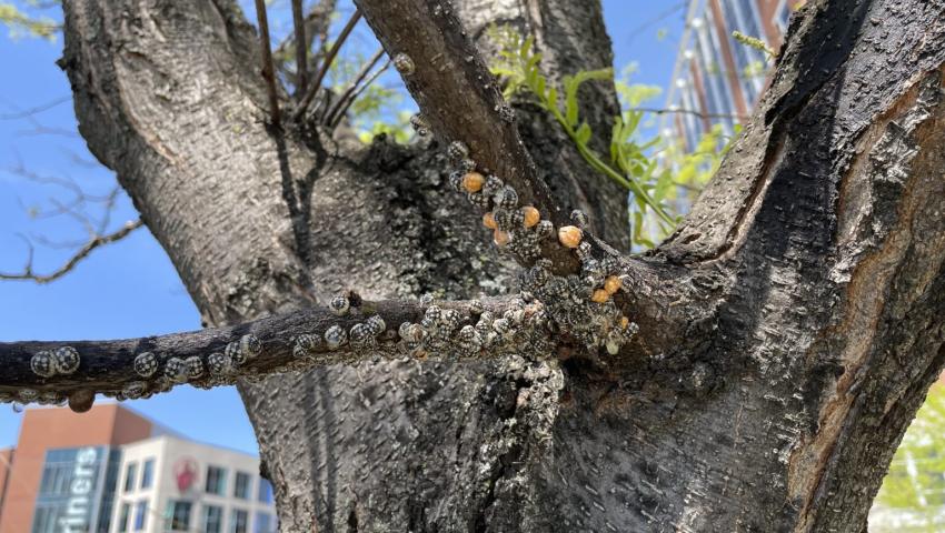 calico scale insect on honey locust tree 