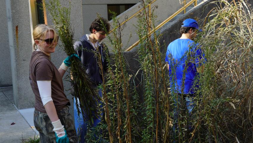 Three students stand in the overgrowth of a pollinator garden, pulling invasive plants