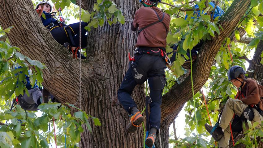 Several people wearing climbing helmets and safety harnesses are positioned among the large branches of a mature tree during an arboriculture training activity. Ropes and climbing equipment are attached throughout the canopy as participants climb and sit