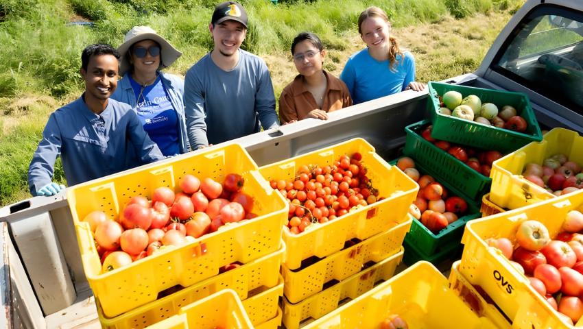 Five people stand beside the open bed of a pickup truck in a grassy field, posing behind stacks of yellow and green harvest crates filled with tomatoes. The crates contain a variety of tomato sizes and colors, including large red and pink tomatos